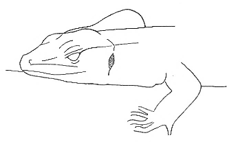 Uma imagem com esboço, Desenho de linha, desenho, Traçado de linha

Os conteúdos gerados por IA poderão estar incorretos.