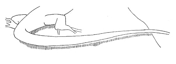 Uma imagem com esboço, Desenho de linha, desenho, Traçado de linha

Os conteúdos gerados por IA poderão estar incorretos.