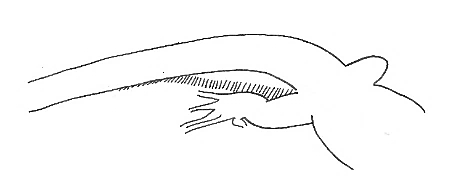 Uma imagem com esboço, Desenho de linha, desenho, ilustração

Os conteúdos gerados por IA poderão estar incorretos.