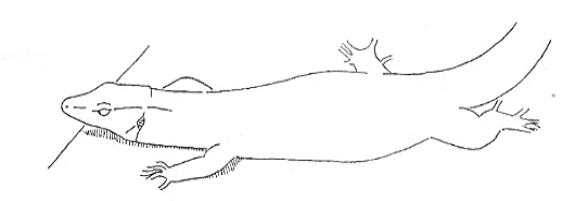 Uma imagem com esboço, desenho, Desenho de linha, Traçado de linha

Os conteúdos gerados por IA poderão estar incorretos.