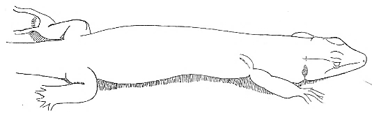 Uma imagem com esboço, Desenho de linha, desenho, Traçado de linha

Os conteúdos gerados por IA poderão estar incorretos.