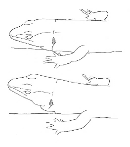 Uma imagem com desenho, esboço, Desenho de linha, Livro para colorir

Os conteúdos gerados por IA poderão estar incorretos.