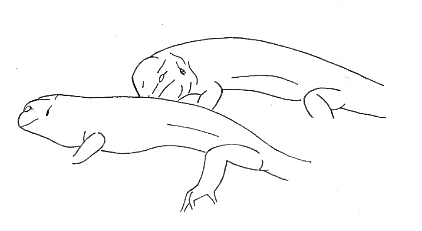 Uma imagem com esboço, Desenho de linha, desenho, Traçado de linha

Os conteúdos gerados por IA poderão estar incorretos.