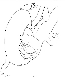 Uma imagem com esboço, Desenho de linha, desenho, Livro para colorir

Os conteúdos gerados por IA poderão estar incorretos.