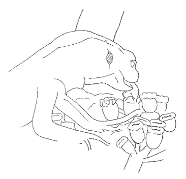 Uma imagem com esboço, Desenho de linha, desenho, Livro para colorir

Os conteúdos gerados por IA poderão estar incorretos.