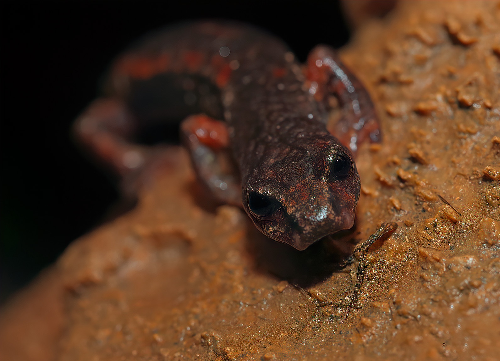 Speleomantes italicus from a subterranean population. Photo credits: Andrea Settesoldi