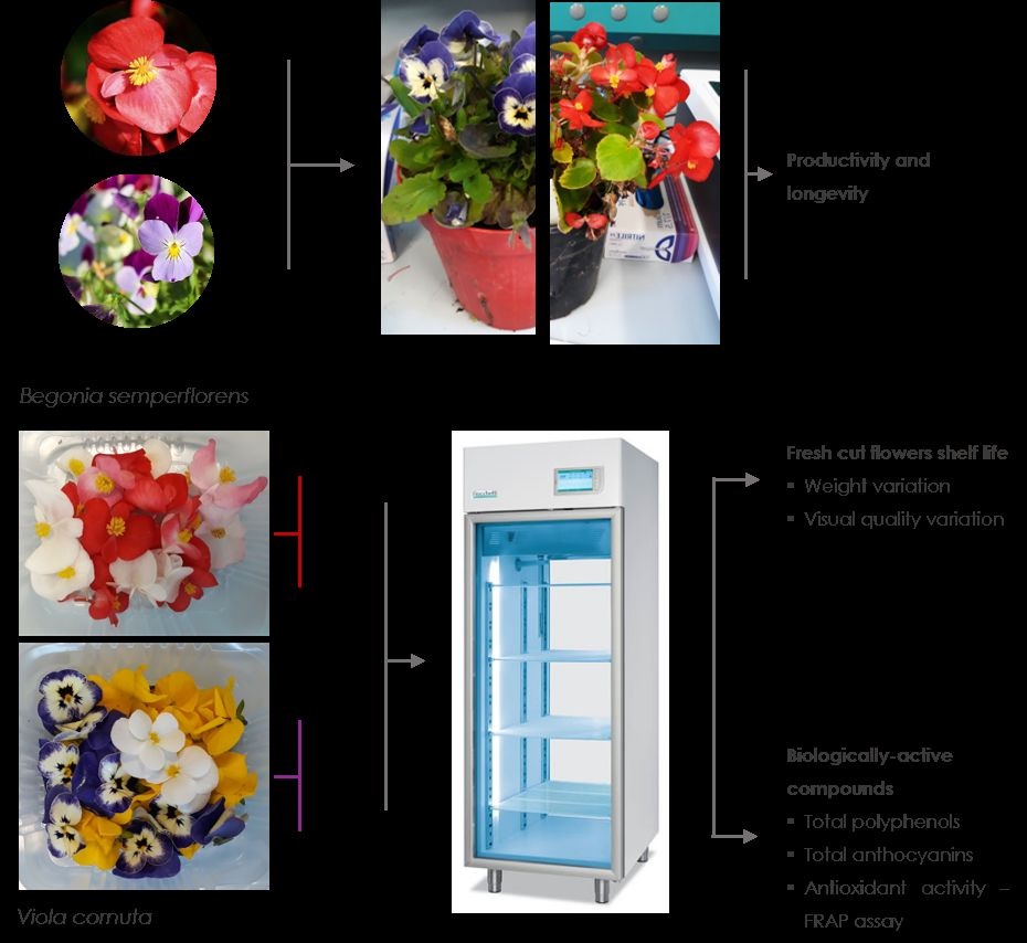 Postharvest aptitude of Begonia semperflorens and Viola cornuta edible  flowers | Advances in Horticultural Science